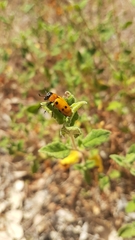 Tituboea sexmaculata