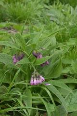 Symphytum officinale