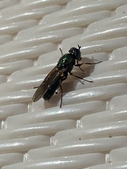 Chloromyia formosa