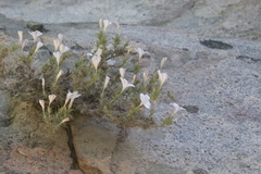 Linanthus pungens