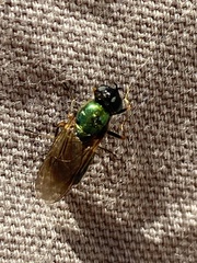 Chloromyia formosa