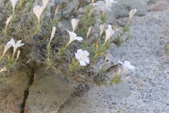 Linanthus pungens