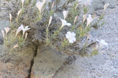 Linanthus pungens