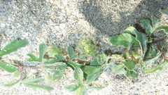 Passiflora pentaschista