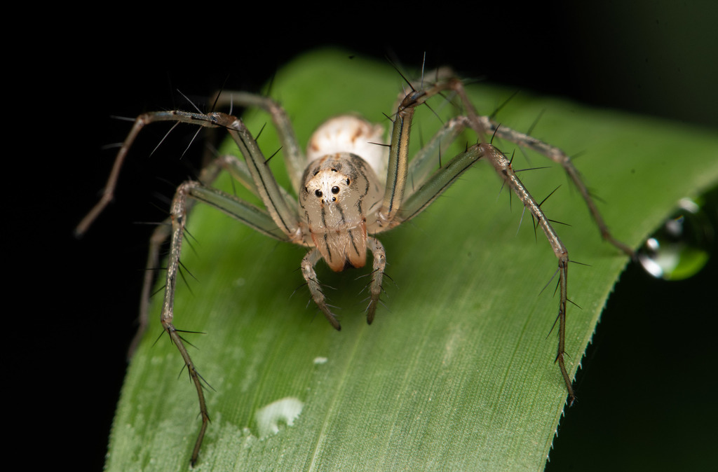 Oxyopes sertatus