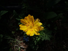 Adonis vernalis