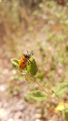 Tituboea sexmaculata