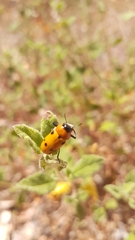 Tituboea sexmaculata