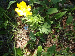 Adonis vernalis