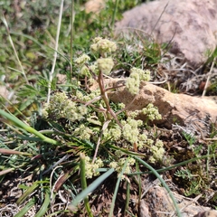 Seseli montanum