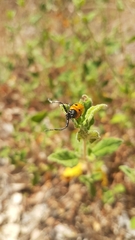 Tituboea sexmaculata