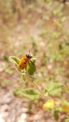 Tituboea sexmaculata