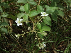 Rubus floribundus