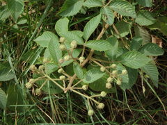 Rubus floribundus