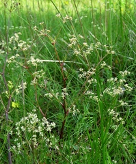 Trinia glauca