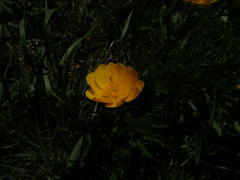 Adonis vernalis