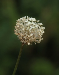 Plantago argentea