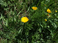 Adonis vernalis