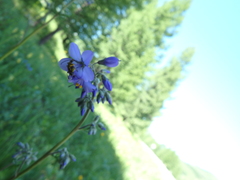 Polemonium caeruleum