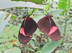 Heliconius erato hydara
