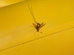 Megarhyssa macrurus icterosticta