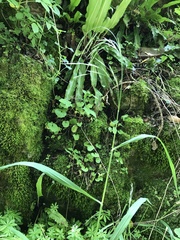 Bromus benekenii