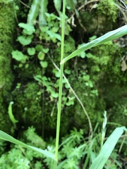 Bromus benekenii