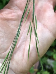 Bromus benekenii