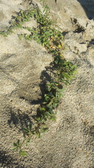 Passiflora pentaschista