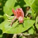 Alpine Honeysuckle - Photo (c) eliegaget, some rights reserved (CC BY-NC), uploaded by eliegaget