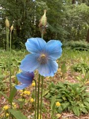 Meconopsis betonicifolia