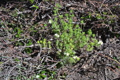 Leptosiphon nuttallii