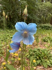 Meconopsis betonicifolia