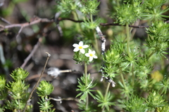 Leptosiphon nuttallii