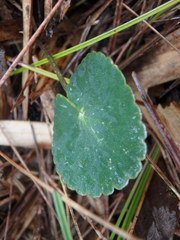 Ranunculus peruvianus