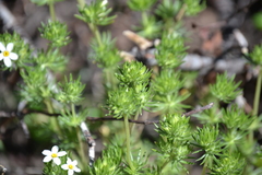 Leptosiphon nuttallii