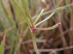 Ranunculus peruvianus