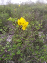 Chamaecrista greggii