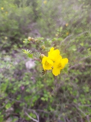 Chamaecrista greggii