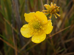 Ranunculus peruvianus
