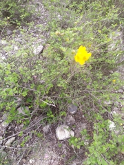 Chamaecrista greggii