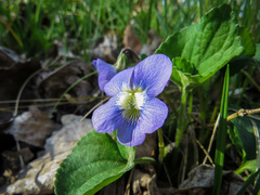 Viola × melissifolia