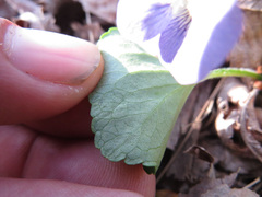 Viola × melissifolia