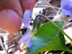 Viola × melissifolia