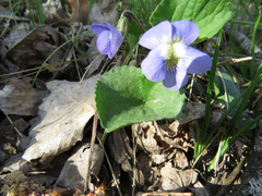 Viola × melissifolia