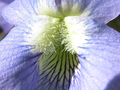 Viola × melissifolia