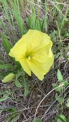 Oenothera howardii