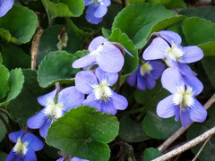 Viola × melissifolia