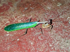 Antemna rapax