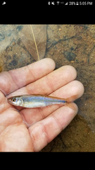 Cyprinella chloristia